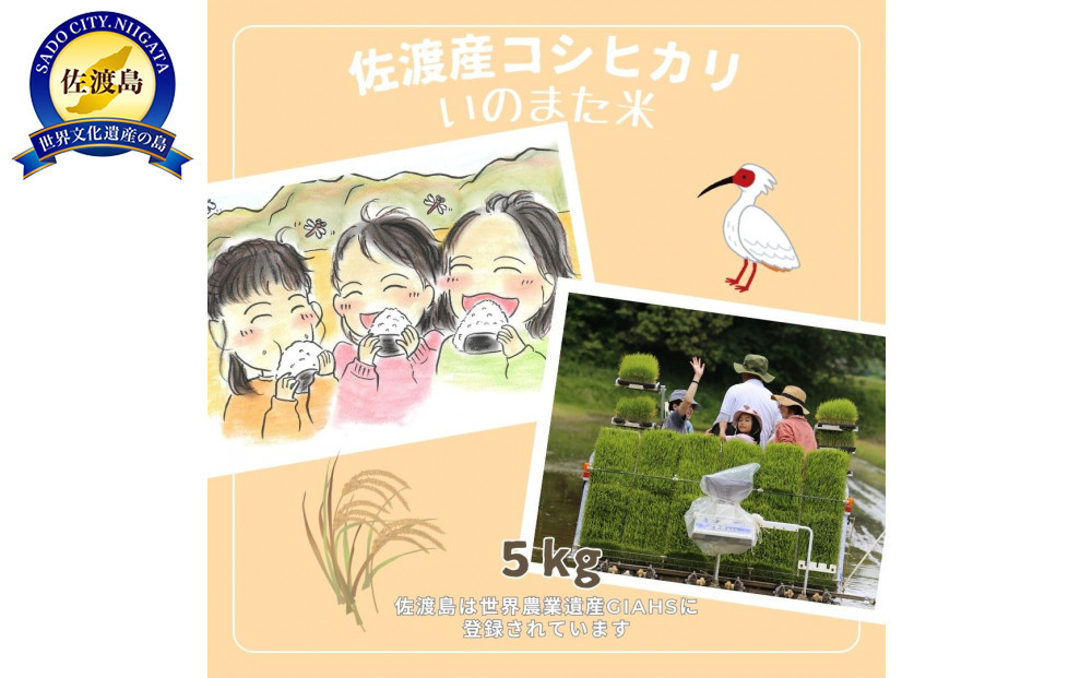 【先行予約】10月中旬以降発送 令和7年産コシヒカリ　精米（無洗米）５kg　農家直送　佐渡市いのまた米