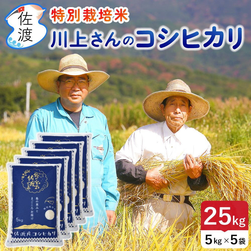 佐渡島産 川上さんのコシヒカリ 白米25kg 令和7年産 特別栽培米 【食の宝島佐渡】