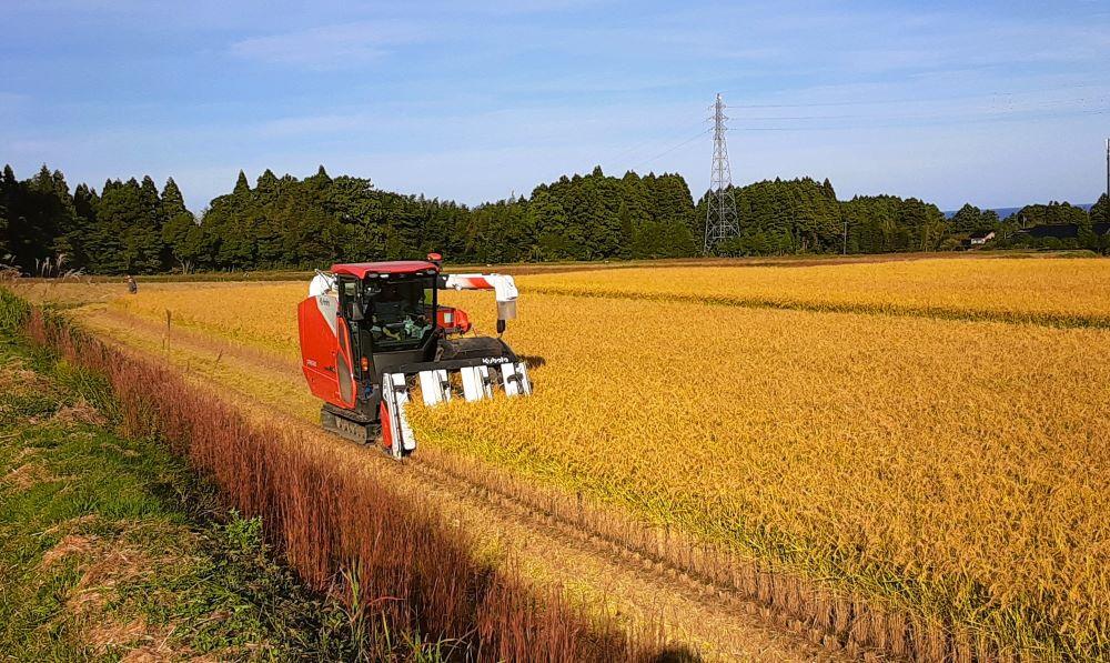 什å7å¹Žç£ äœæž¡ å·äžèŸ²ç£ã®ã³ã·ãã«ãªïŒ5kgïŒ