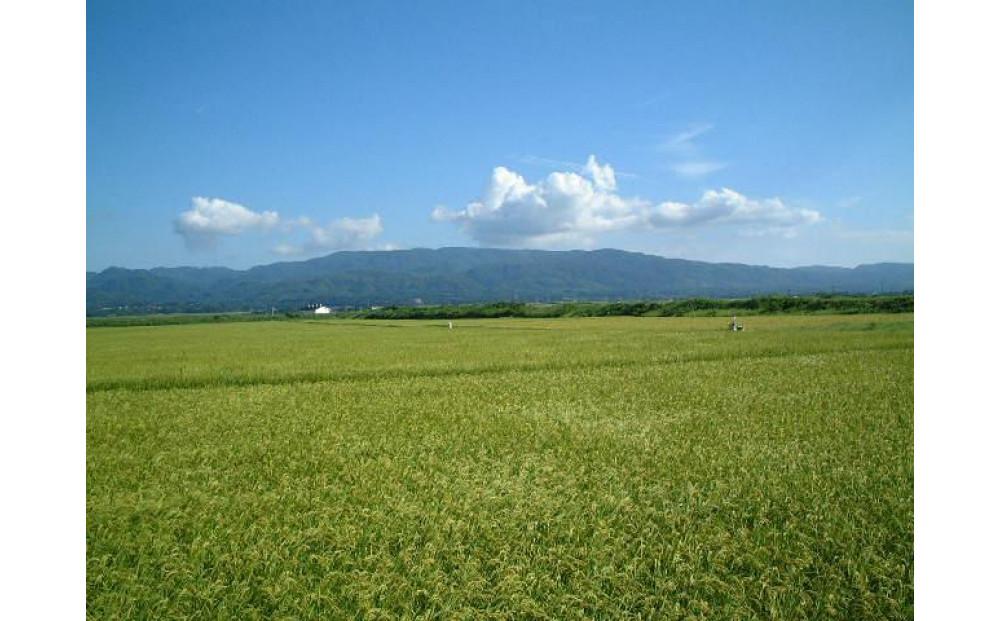 令和6年産 佐渡産コシヒカリ米「朱鷺の舞」5kg 佐渡・今井茂助商店おすすめ