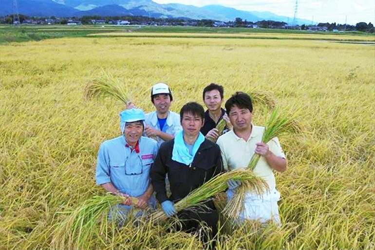 【令和7年米】自社栽培米佐渡産こしひかり（精米10kg）