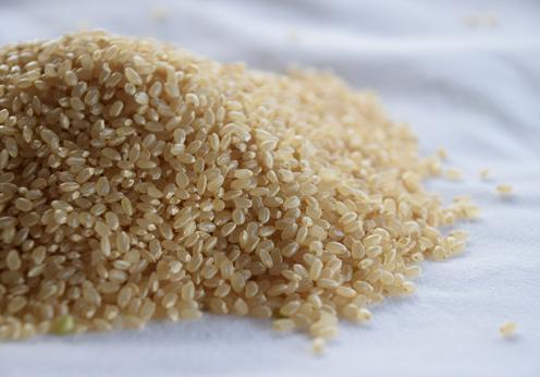 【令和7年米】自社栽培米佐渡産こしひかり（玄米5kg）