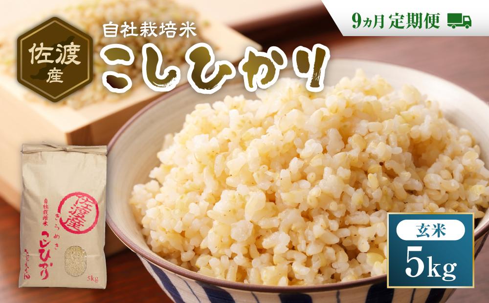 自社栽培米佐渡産こしひかり（玄米5kg）９カ月定期便