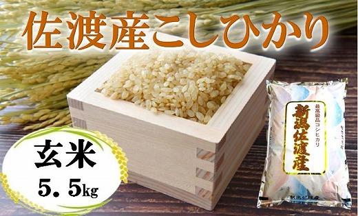 【令和7年産】佐渡高千産こしひかり 玄米 5.5kg