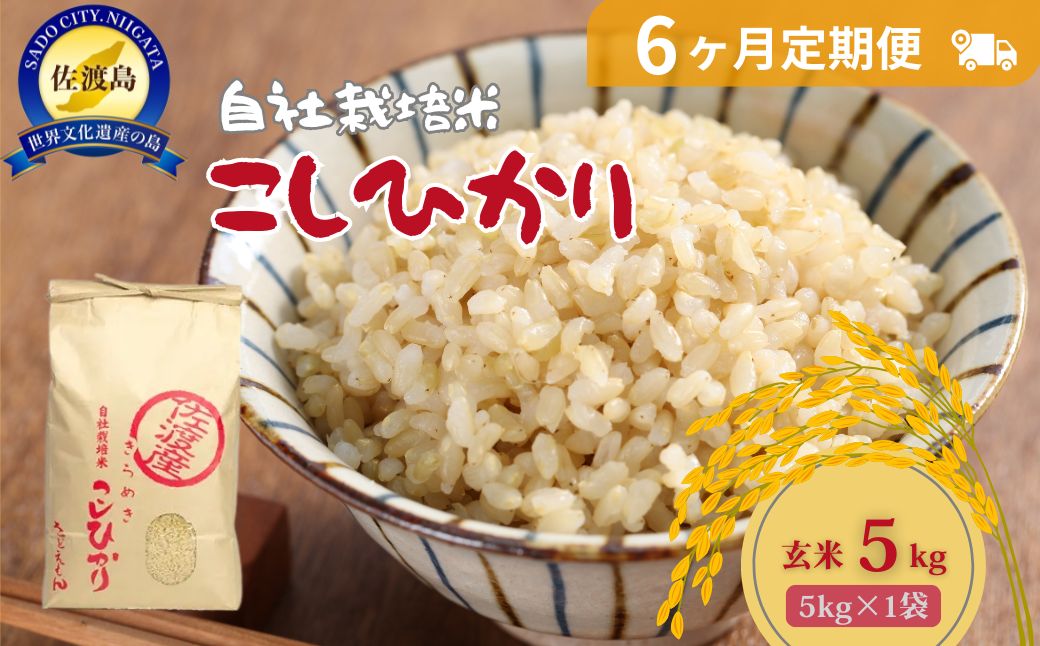 自社栽培米佐渡産こしひかり（玄米5kg）６カ月定期便