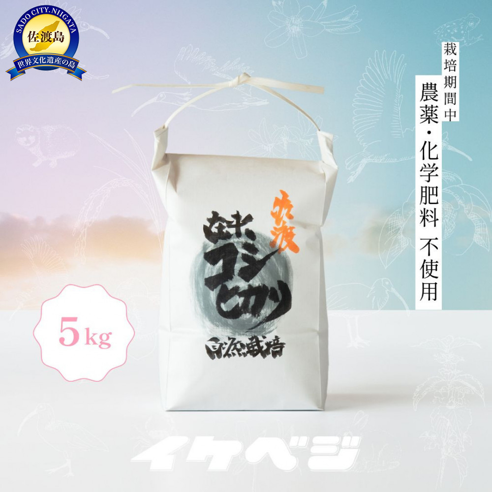 新潟県佐渡産 令和7年産 【在来コシヒカリ】 白米 5kg