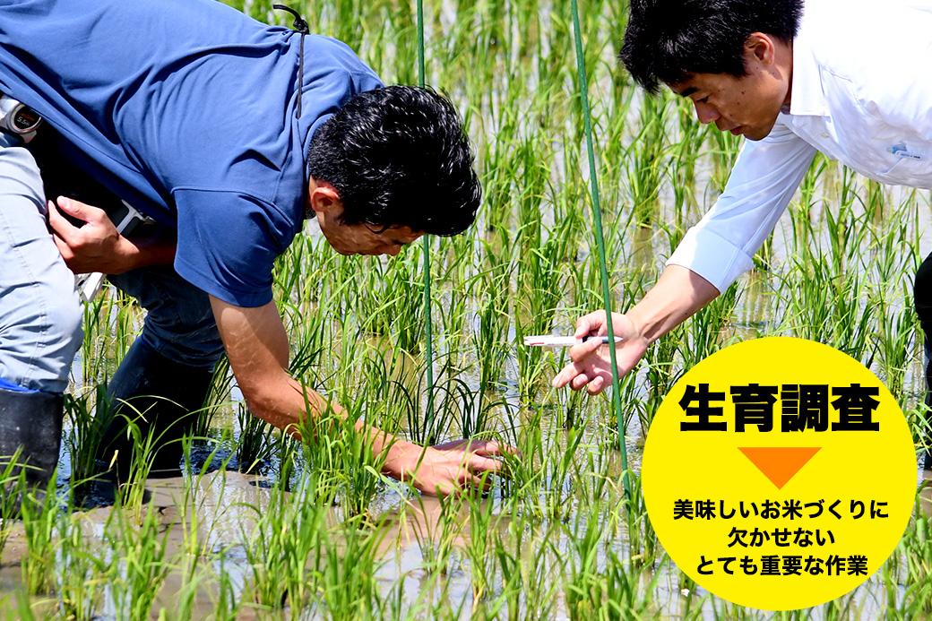 米 コシヒカリ 佐渡産 ( 5kg ) 棚田米 佐渡市歌見地区