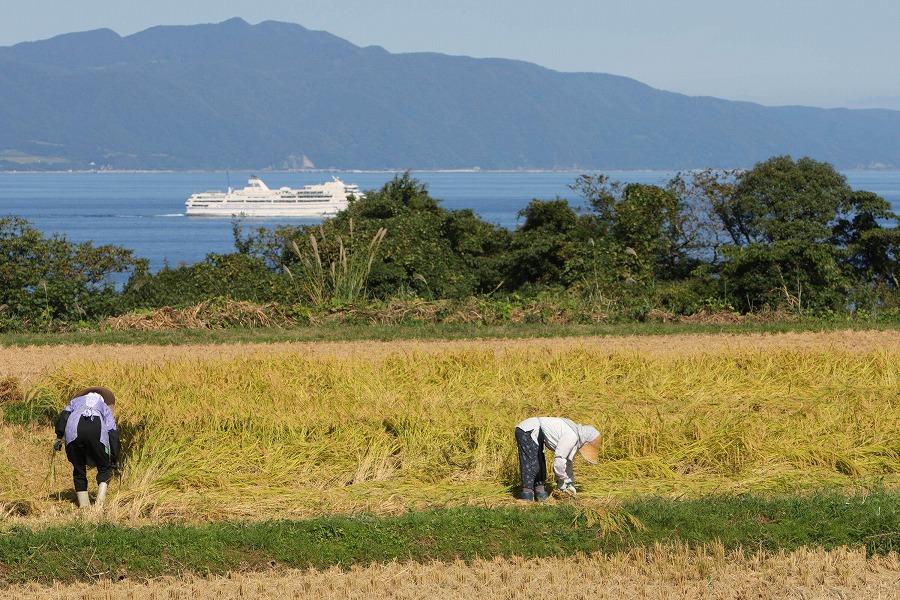 無洗米佐渡産コシヒカリ25kg（5kg×5本） 令和6年米