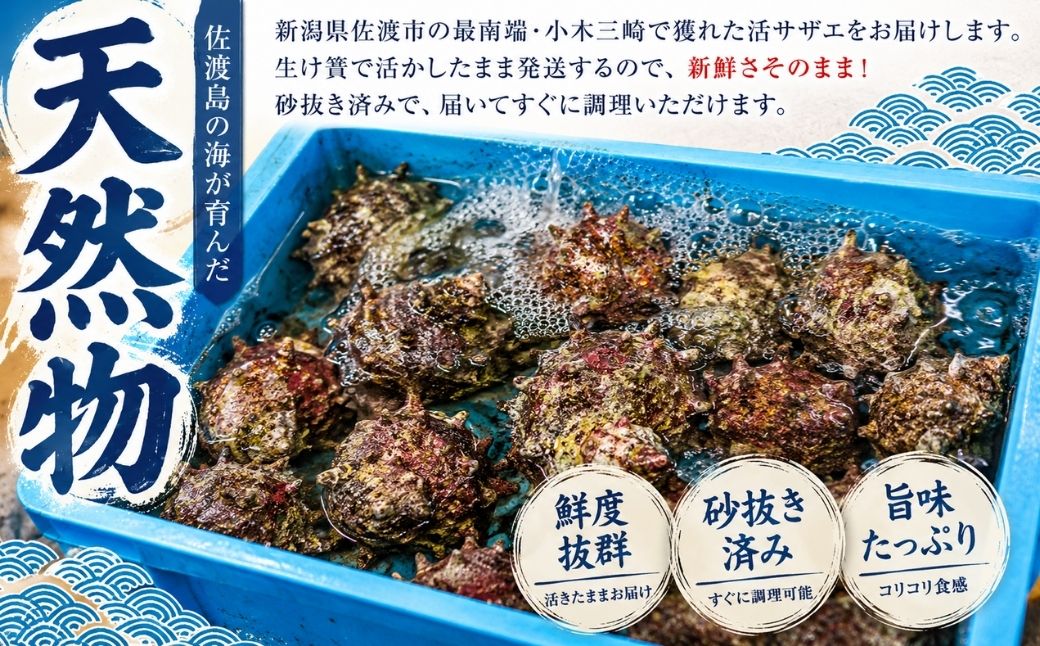 佐渡産　天然活サザエ 2kg 小（35個前後）