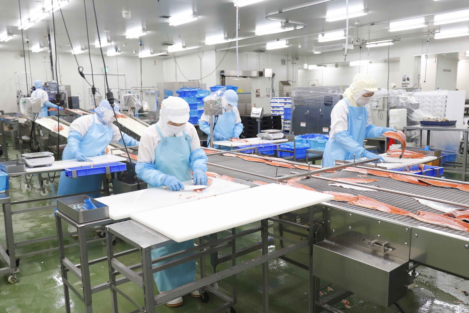 国産銀鮭「佐渡サーモン」塩鮭切身約1.5kg真空包装＜弓ヶ浜水産＞定塩さけ