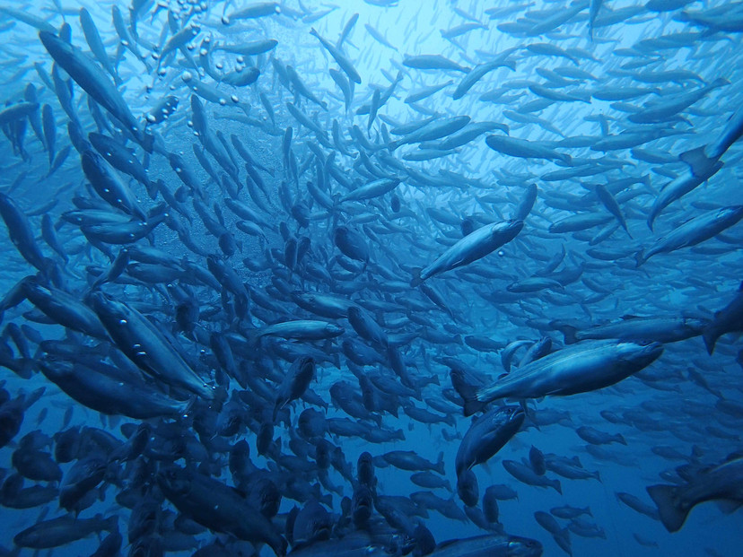 国産銀鮭「佐渡サーモン」塩鮭切身約1.5kg真空包装＜弓ヶ浜水産＞定塩さけ