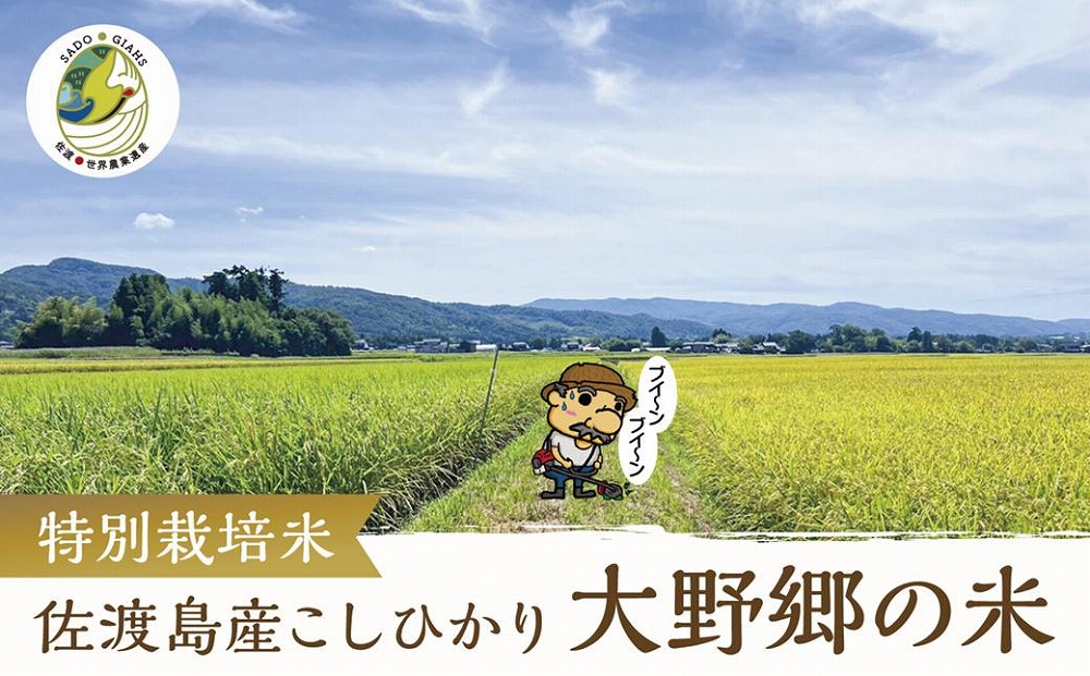 【令和５年産】佐渡島産 特別栽培米こしひかり「大野郷の米」精米5kg×６回 定期お届けコース