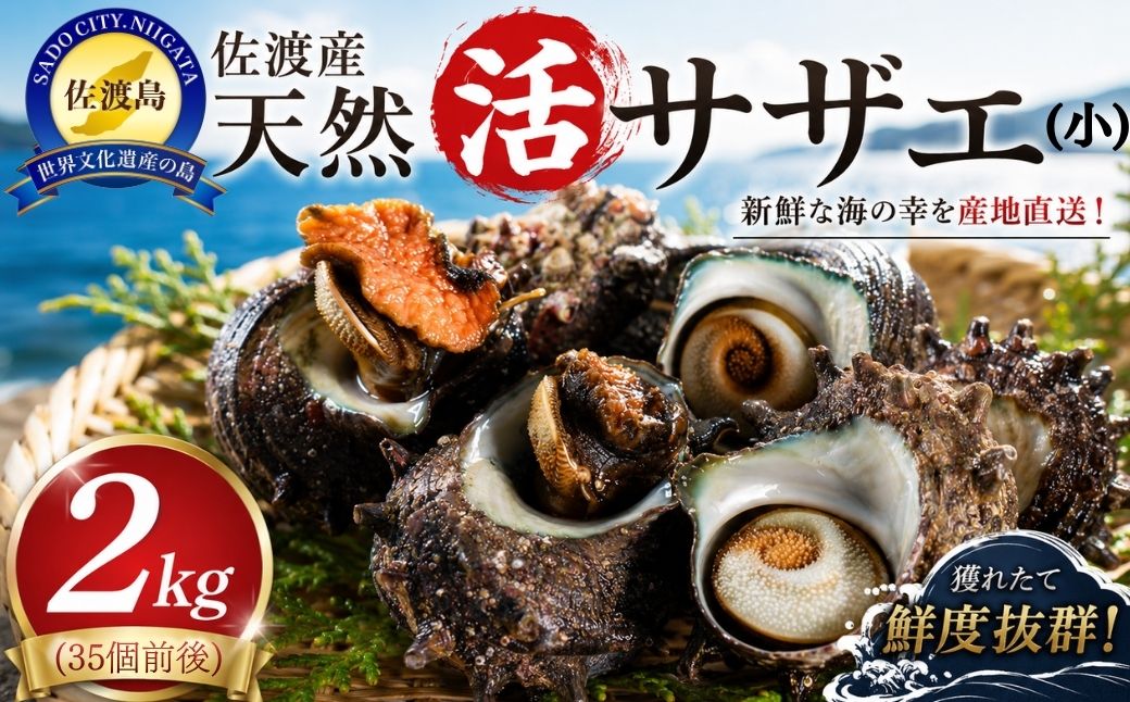 佐渡産　天然活サザエ 2kg 小（35個前後）