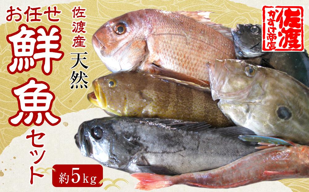 佐渡産 天然お任せ鮮魚セット 5kg