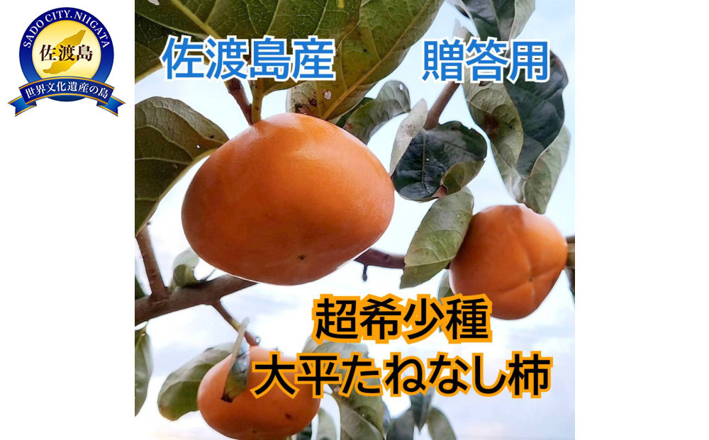 ã2026幎11æä»¥éçºéãäœæž¡å³¶ã®åžå°æ¿ã倧平ãããªãæ¿6åãèŽççš