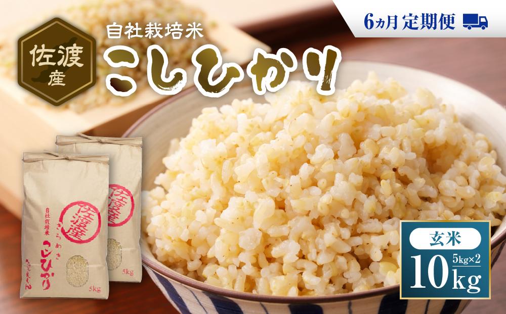 自社栽培米佐渡産こしひかり（玄米10kg）6カ月定期便