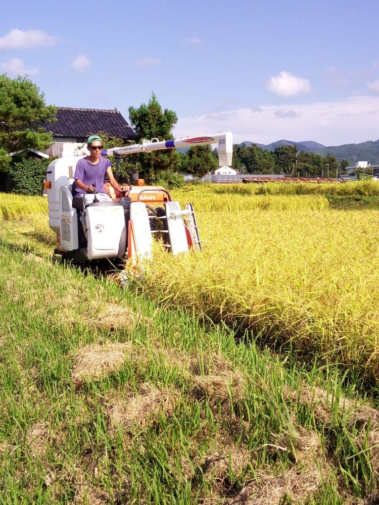 高島農場の農薬不使用コシヒカリ30kg玄米