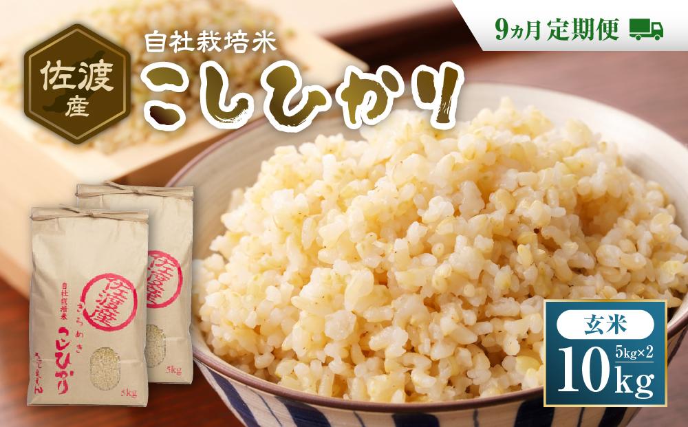 自社栽培米佐渡産こしひかり（玄米10kg）9カ月定期便