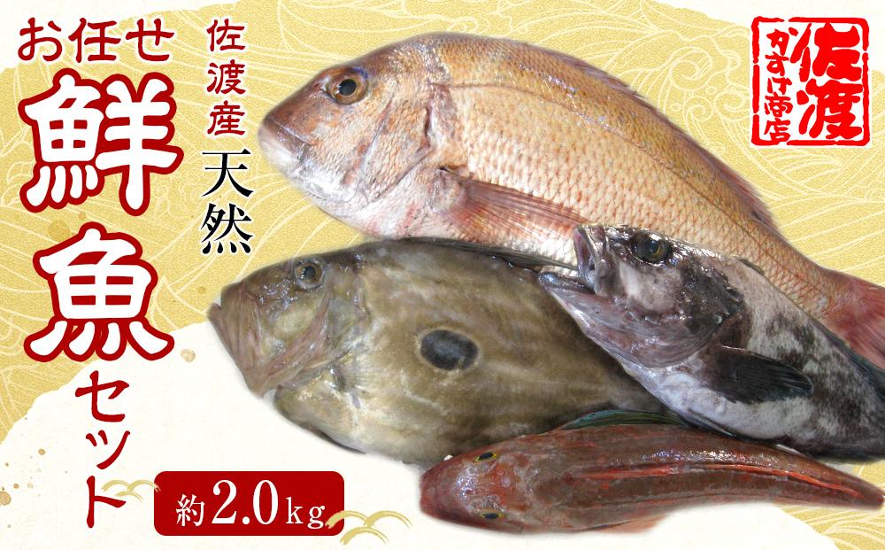 佐渡産 天然お任せ鮮魚セット 2kg