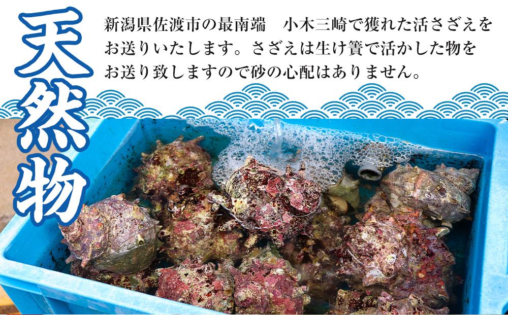 佐渡産　天然活サザエ 2kg 小（35個前後）
