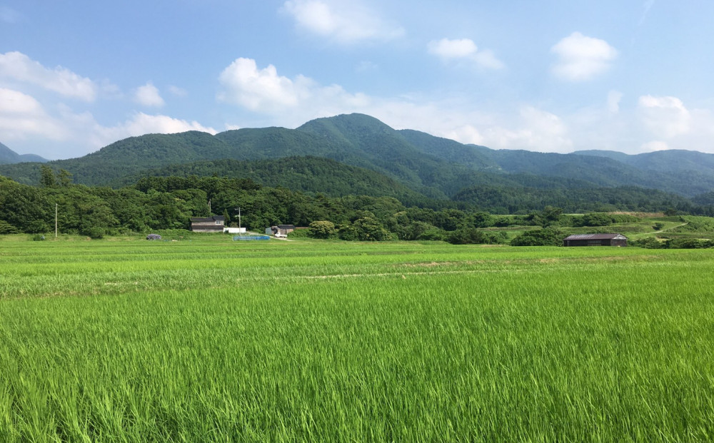 【定期便】佐渡産高千産こしひかり 精米5kg【12ヶ月連続お届け】
