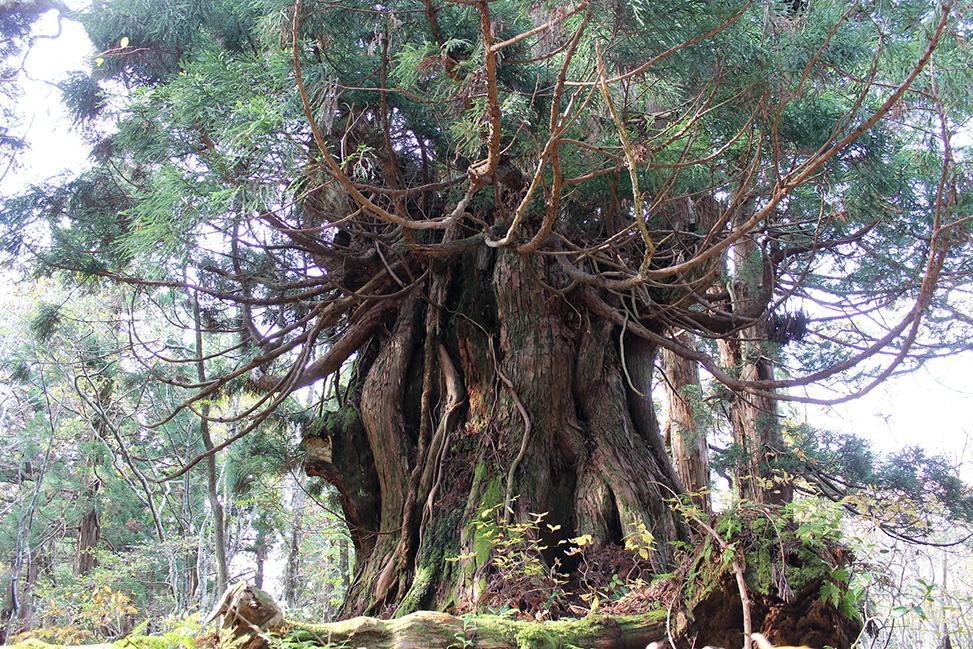 【佐渡市】佐渡島 神秘の大自然原生林・巨木杉トレッキング 大人2名様分【祝！世界遺産登録　佐渡島（さど）の金山】【世界遺産がある島でトレッキング】【JTB体験プラン】