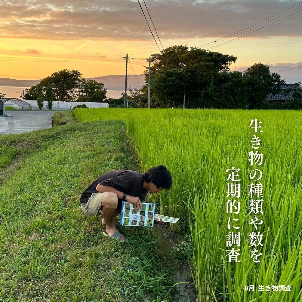 新潟県佐渡産 令和7年産 【在来コシヒカリ】 玄米 5kg