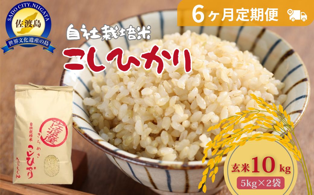 自社栽培米佐渡産こしひかり（玄米10kg）6カ月定期便