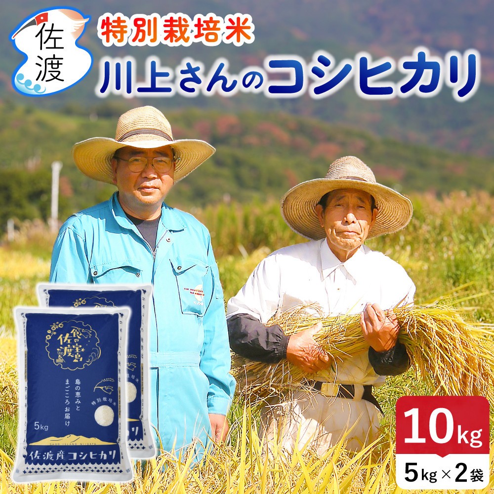 佐渡島産 川上さんのコシヒカリ 無洗米10kg 令和7年産 特別栽培米 【食の宝島佐渡】 195962-1124