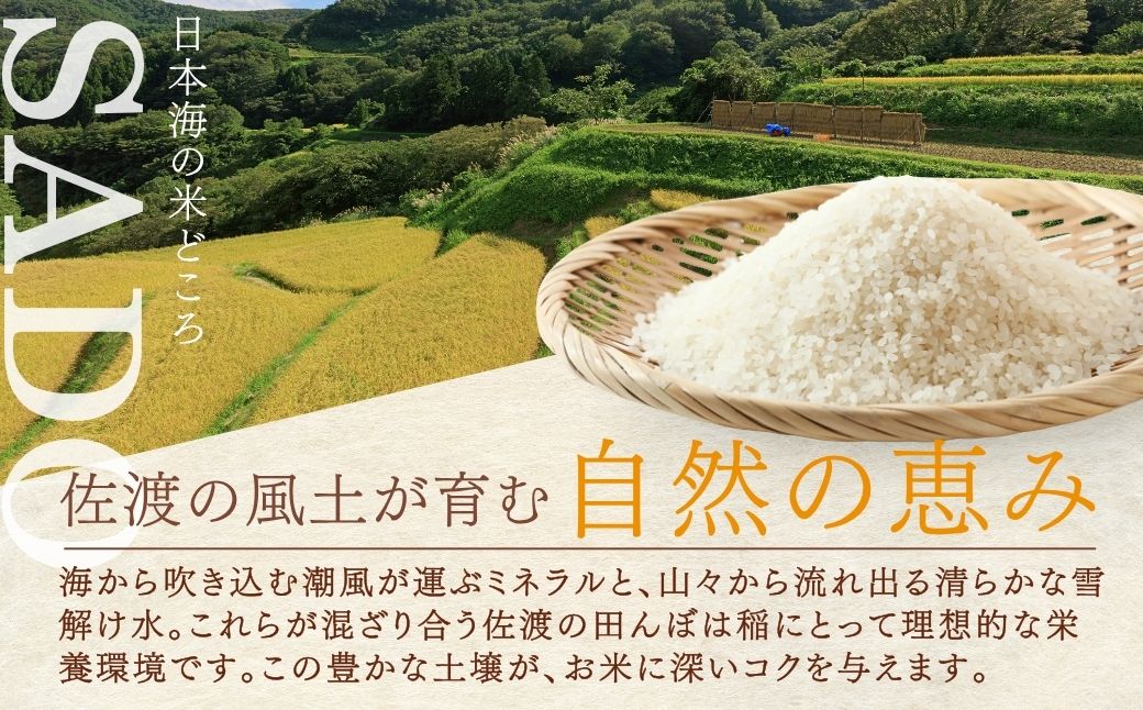 佐渡島産　こしいぶき　10kg（5kg×2）　令和7年産