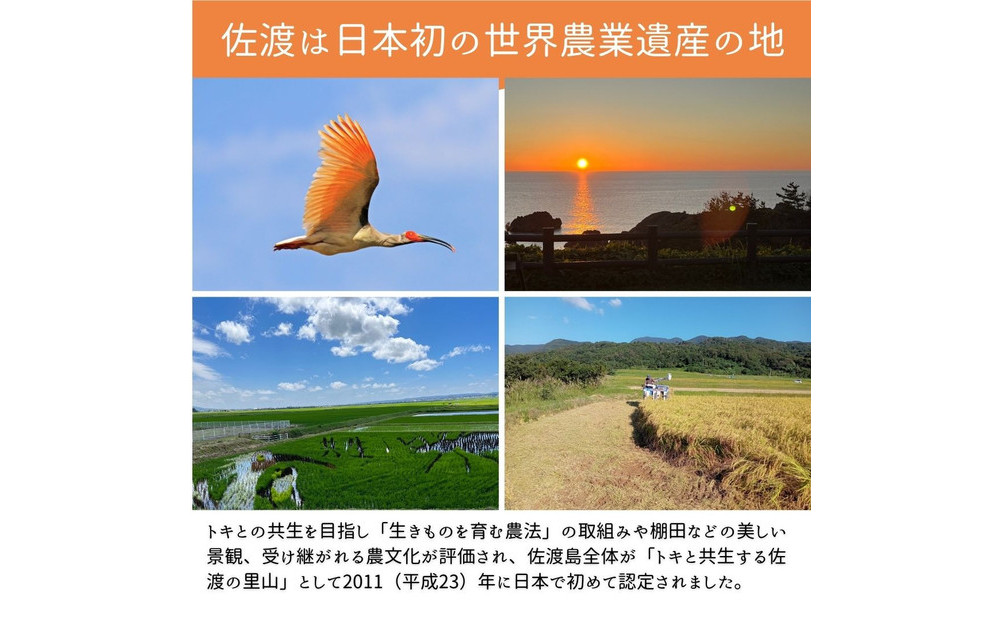 ＜定期便3回＞【令和７年産・数量限定】新潟県佐渡産の純粋コシヒカリ　精米【無洗米】2kg×3回　送料無料　R8年1月上旬～R8年3月上旬の3回送付