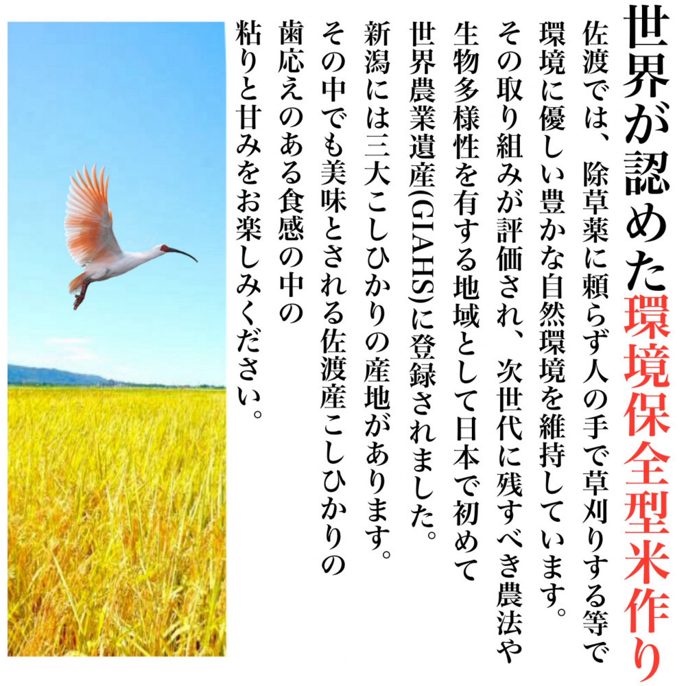 【令和8年産新米・定期便先行予約】佐渡産コシヒカリ そのまんま真空パック 900g×6袋(精米)　全12回