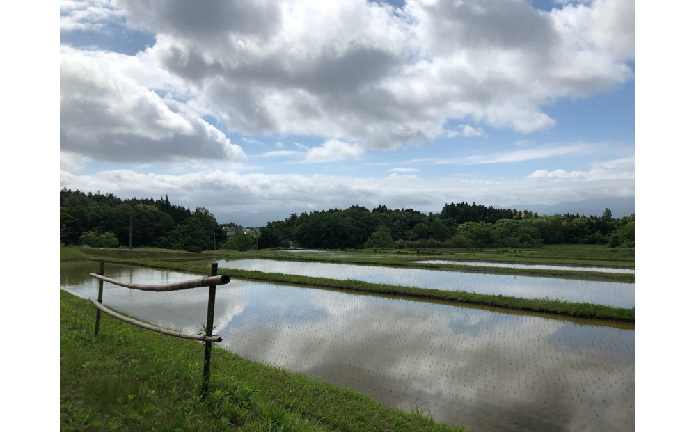 【佐渡産 こだわりの自然栽培米】令和7年度産 コシヒカリ 玄米5kg