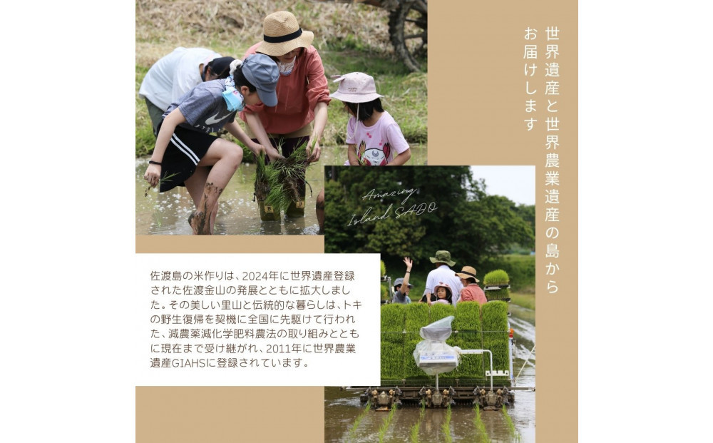 莉、蜥7蟷エ逕」繧ウ繧キ繝偵き繝ェ縲邊セ邀ウシ育┌豢礼アウシ3kg縲霎イ螳カ逶エ騾√菴先ク。蟶ゅ>縺ョ縺セ縺溽アウ