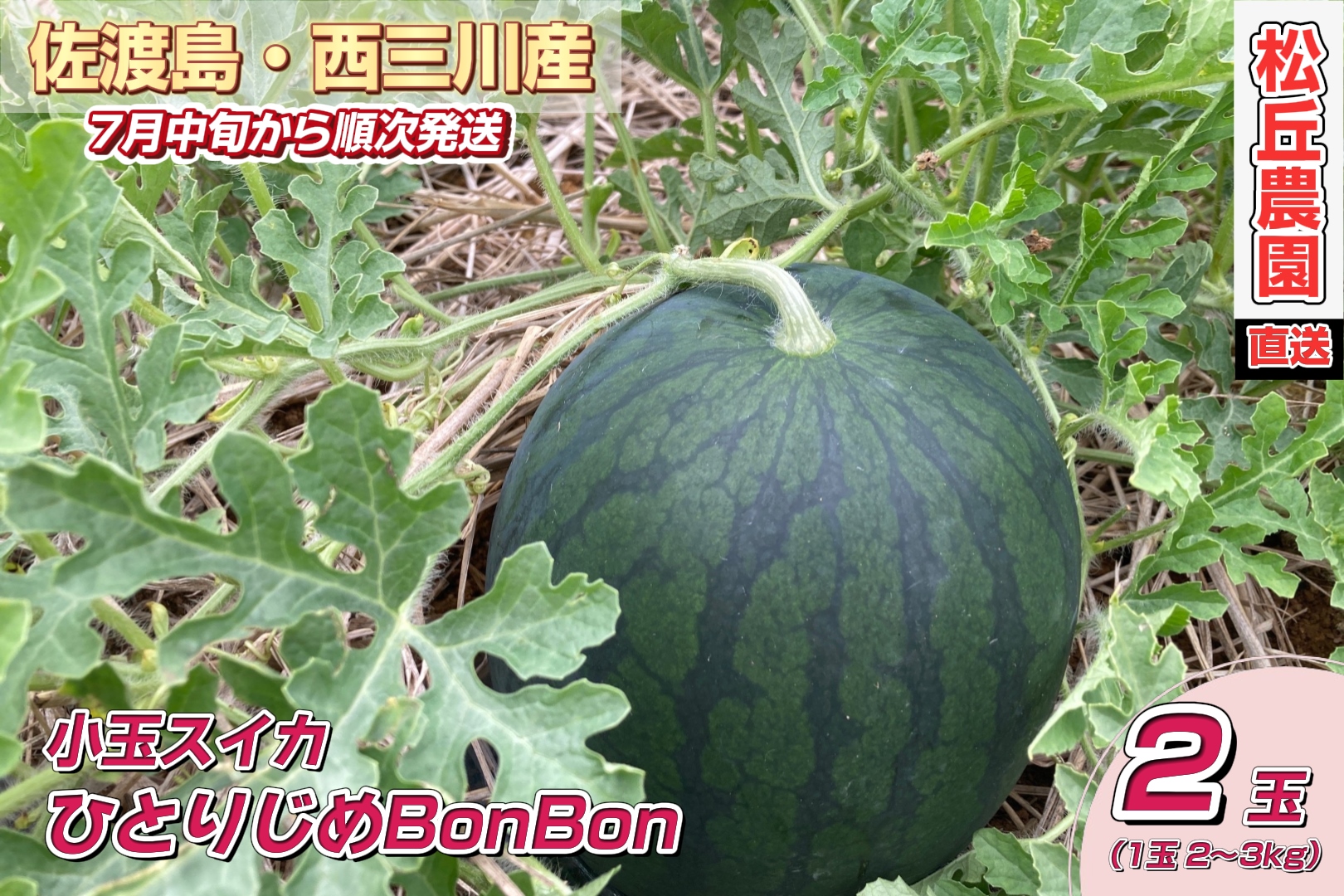 【先行予約】佐渡西三川・松丘農園の名産品小玉スイカ「ひとりじめBonBon]２個（1玉2～3kg）