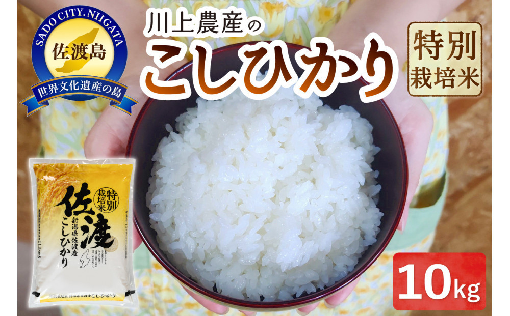 【レビューキャンペーン実施中！】令和7年産 佐渡 川上農産のコシヒカリ（10kg）