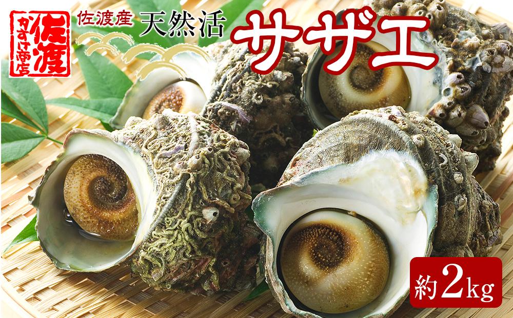 佐渡産 天然活サザエ 2kg