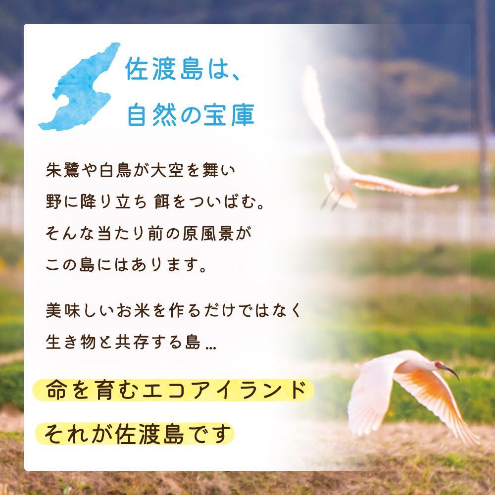 佐渡島産 新之助 無洗米5kg×1袋【令和6年産】