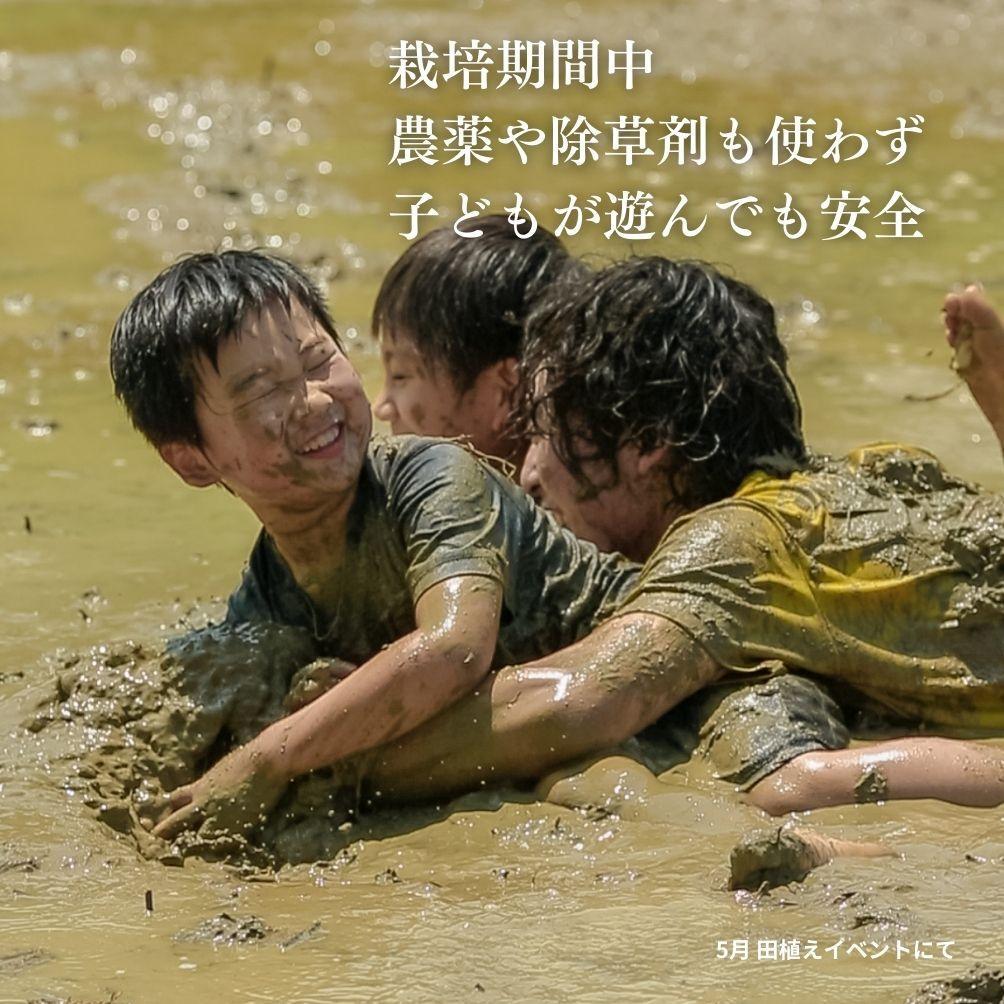 新潟県佐渡産 令和7年産 【在来コシヒカリ】 玄米 5kg