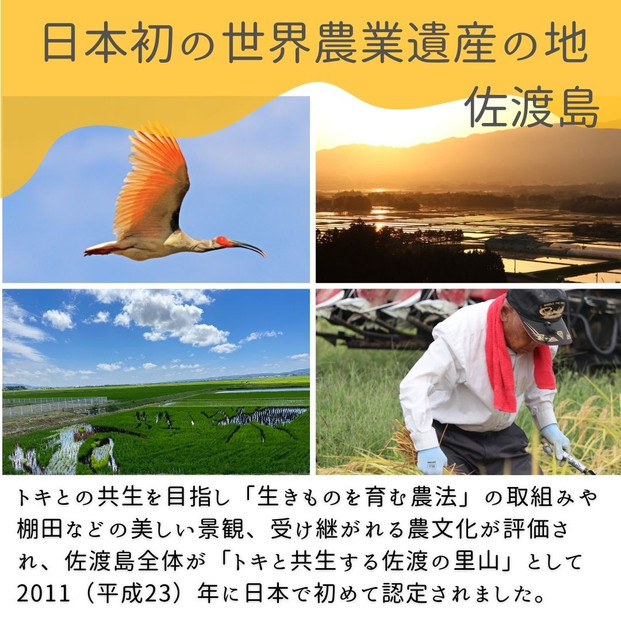 【新潟県佐渡】国仲平野産コシヒカリ＜数量限定・生産地域限定＞ 令和７年産 精米【無洗米】5kg 送料無料
