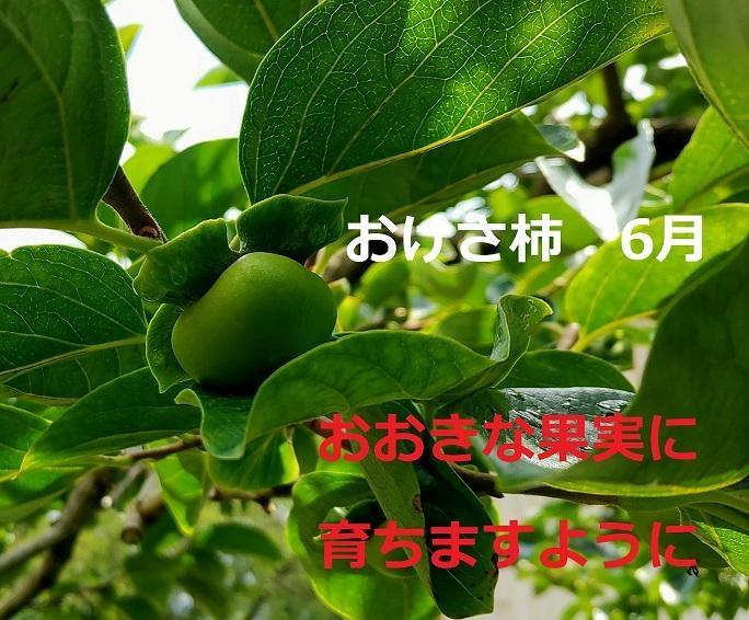 【先行予約】高級おけさ柿赤秀２L(１１玉）化粧箱入