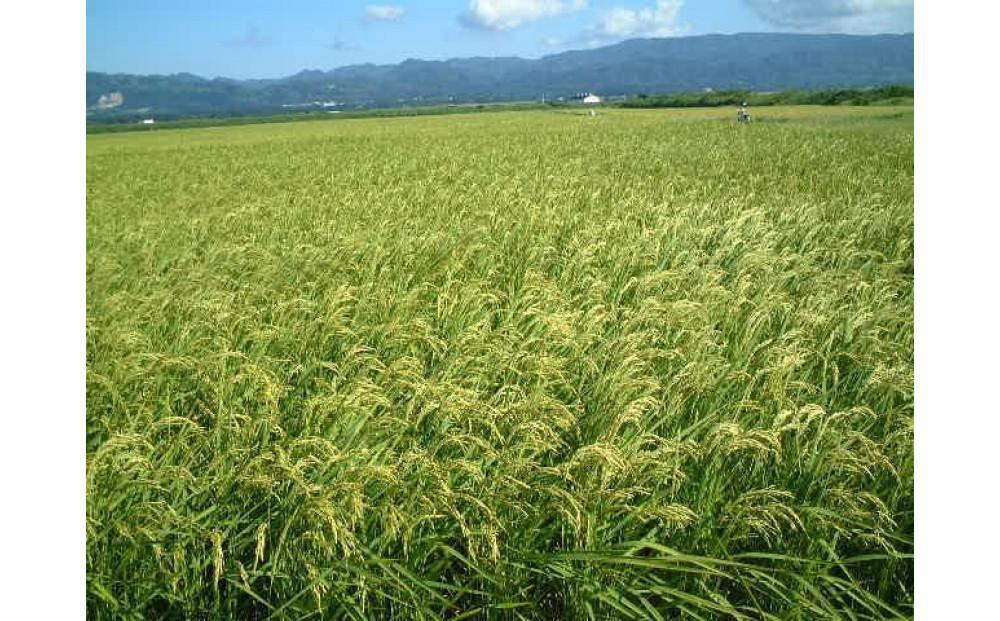 莉、蜥7蟷エ逕」 菴先ク。逕」繧ウ繧キ繝偵き繝ェ邀ウ縲梧愕鮃コ縺ョ闊槭5kg 菴先ク。繝サ莉贋コ戊撃蜉ゥ蝠蠎励♀縺吶☆繧