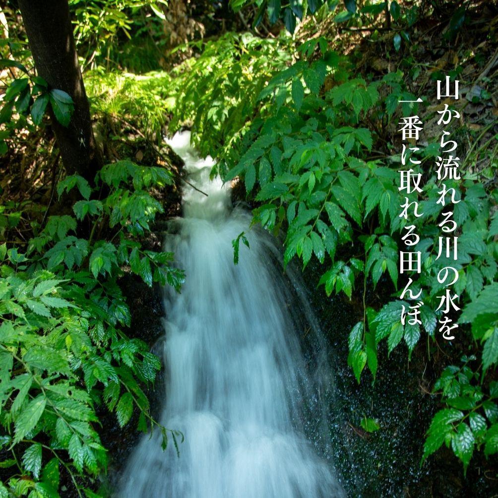 新潟県佐渡産 令和7年産 【在来コシヒカリ】 玄米 5kg