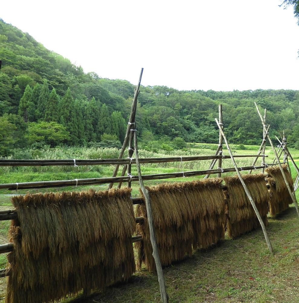 佐渡島産コシヒカリ 月布施の小さな棚田米 白米4Kg（2Kg×2袋）【令和6年産】