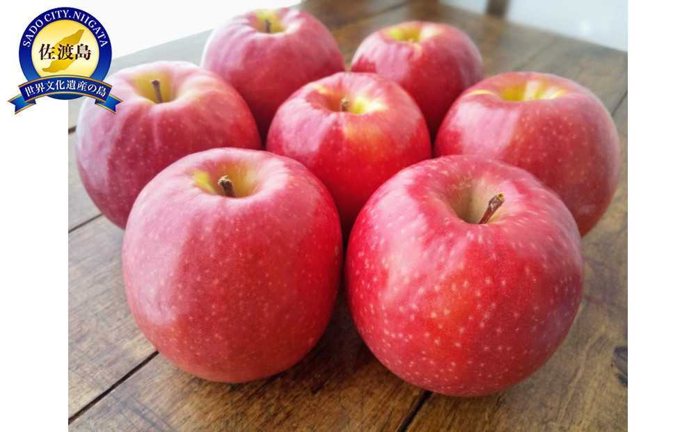 【先行予約】新潟佐渡産　りんご　フジ　５ｋｇ　