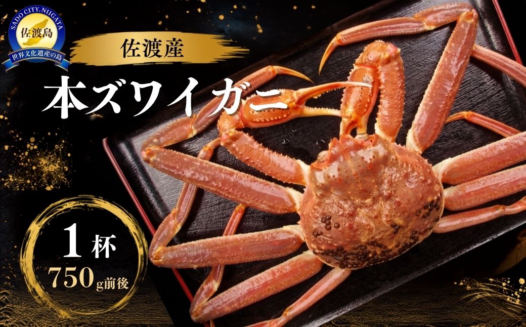 【先行予約】佐渡産 本ずわいがに 750g前後 1杯