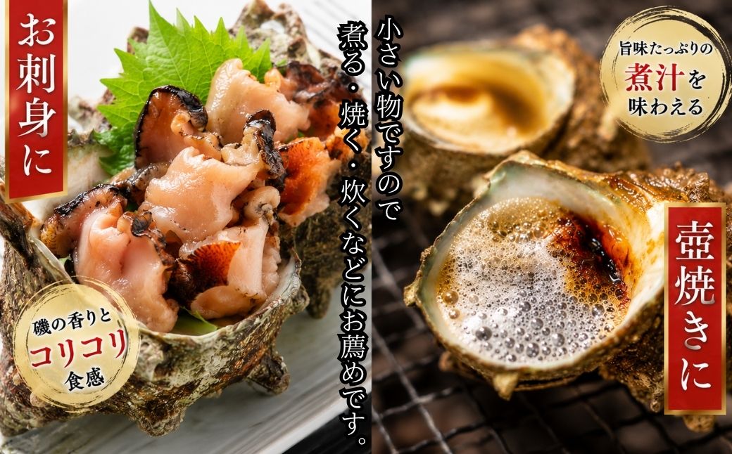 佐渡産　天然活サザエ 2kg 小（35個前後）