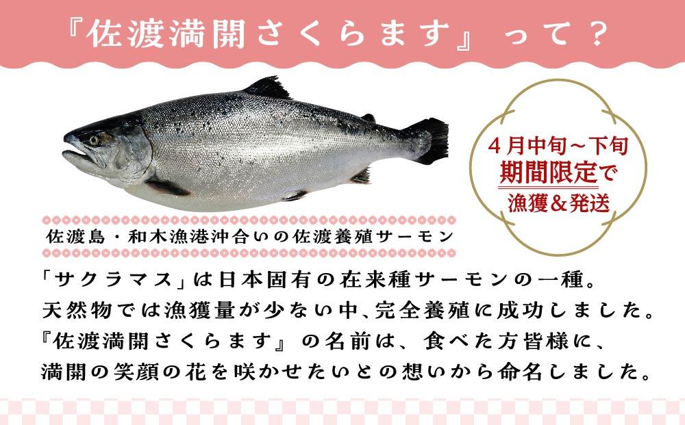 【期間限定】佐渡満開さくらます　１尾まるごと発送！