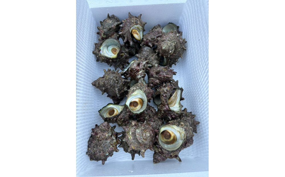 äœæž¡ç£å€©ç¶æŽ»ãµã¶ãš çŽ2kg