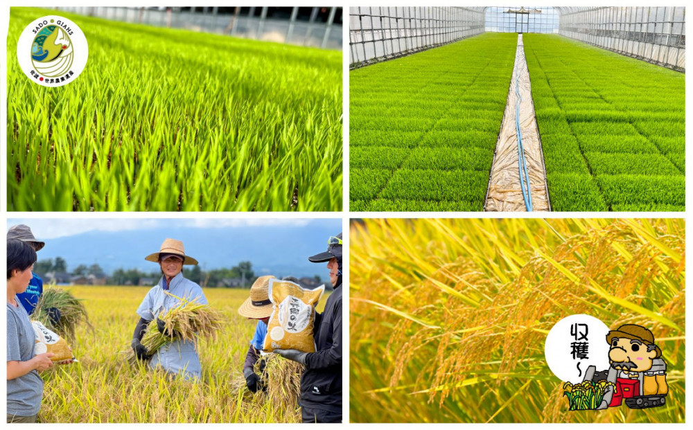 【令和７年産】佐渡島産 特別栽培米こしひかり「大野郷の米」精米5kg×３回 定期お届けコース